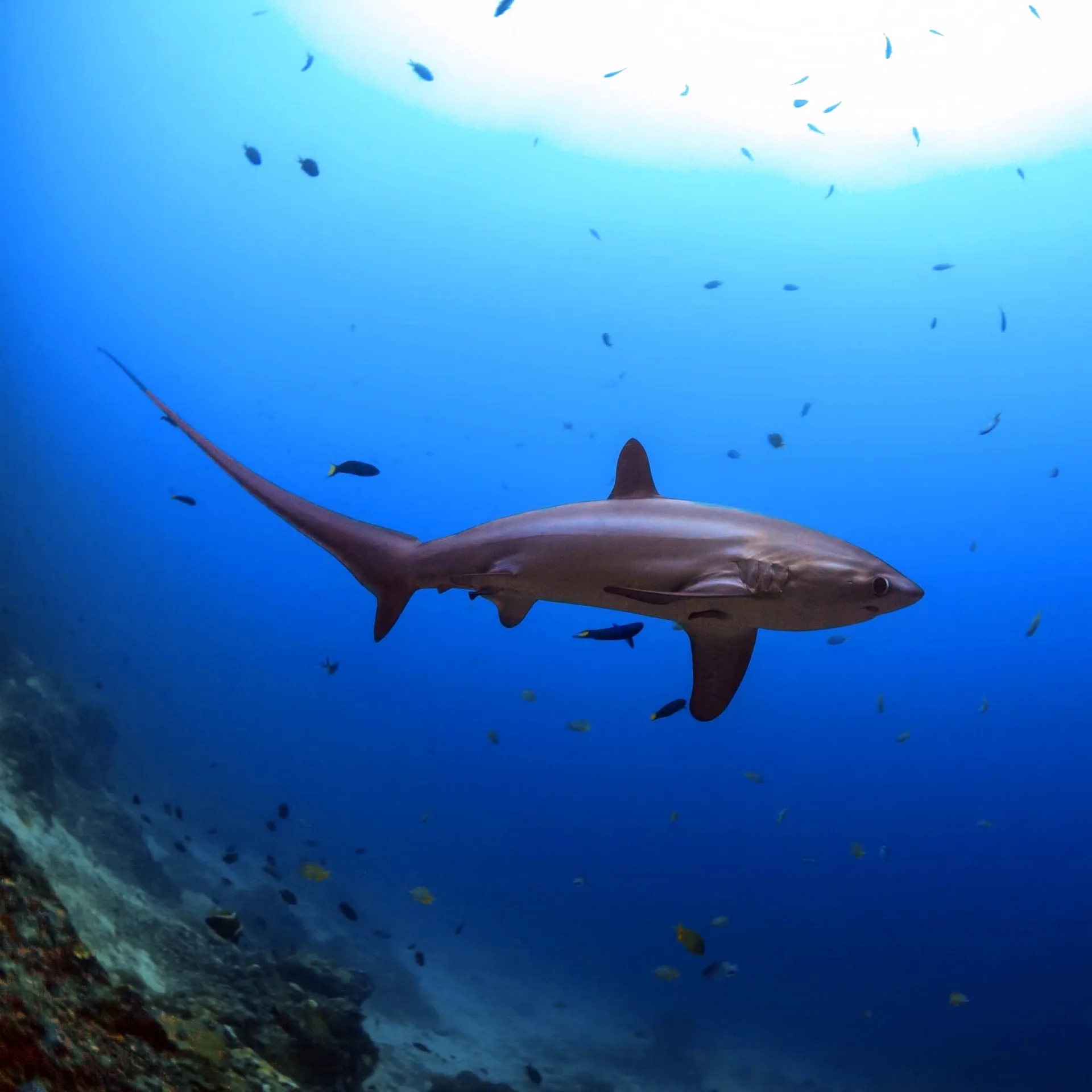 South Hurghada Safari