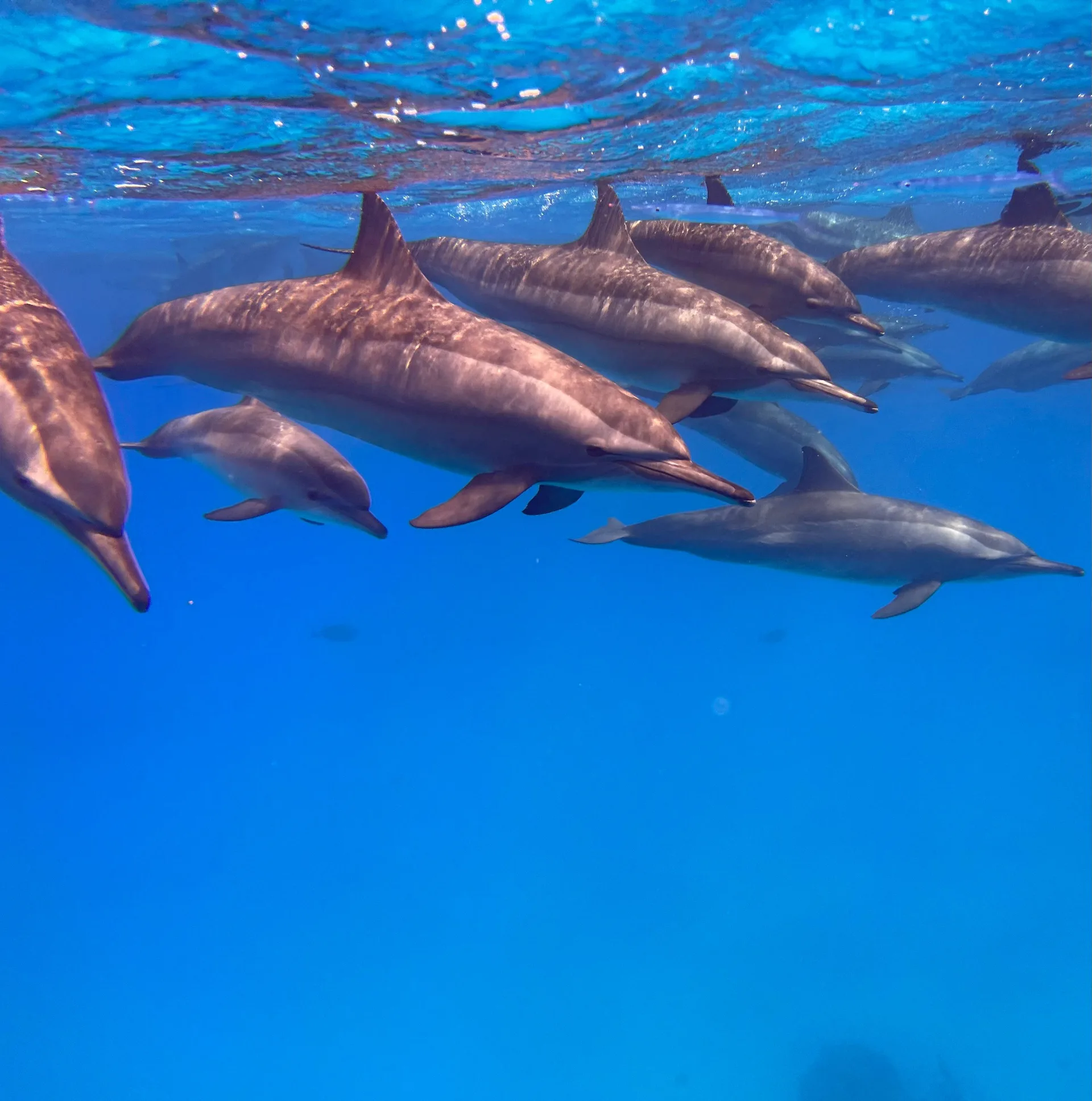 Diving Safari